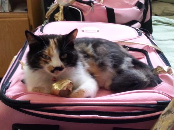/Images/uploads/Humane Society of Utah/HSUCalendar/entries/948thumb.jpg